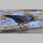 Corvus monedula - Dohle 03.jpg